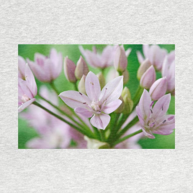 Allium unifolium  American onion by chrisburrows